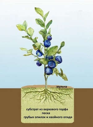 Голубика садовая: полезные свойства и вред, где и как она растет