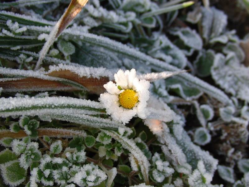 Особенности зимовки растений
