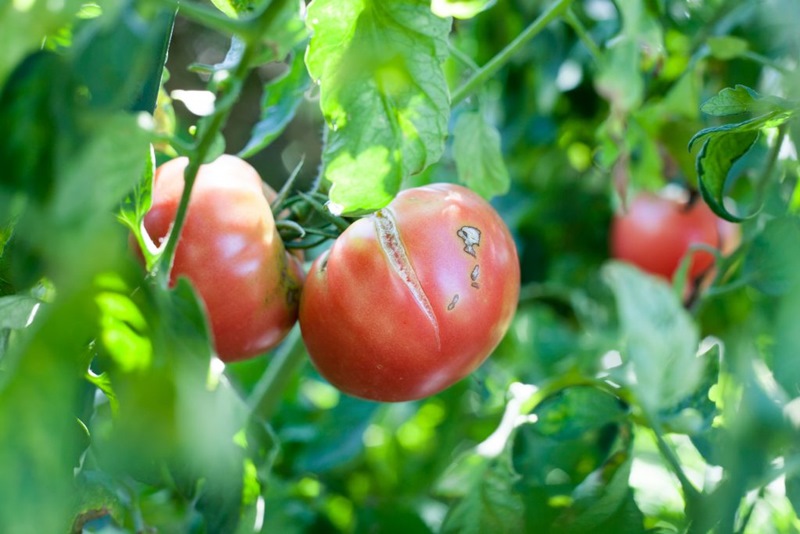 Опасность растрескивания помидоров 