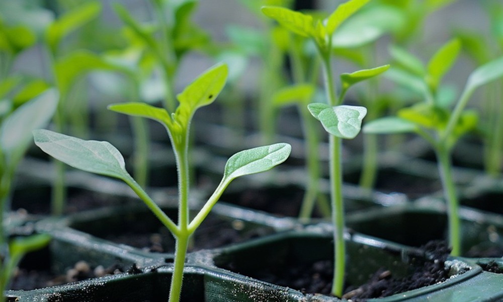 Рассада баклажан фото