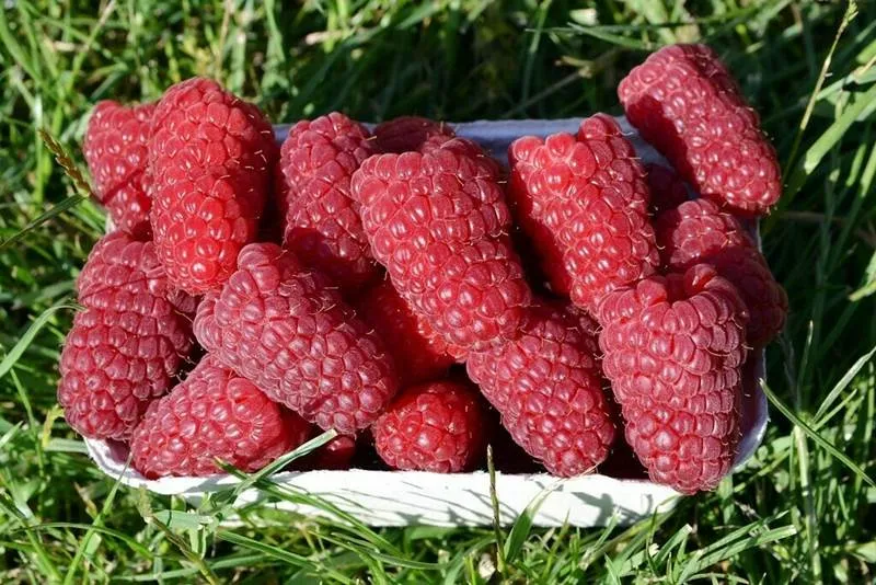 Поздние сорта крупной малины