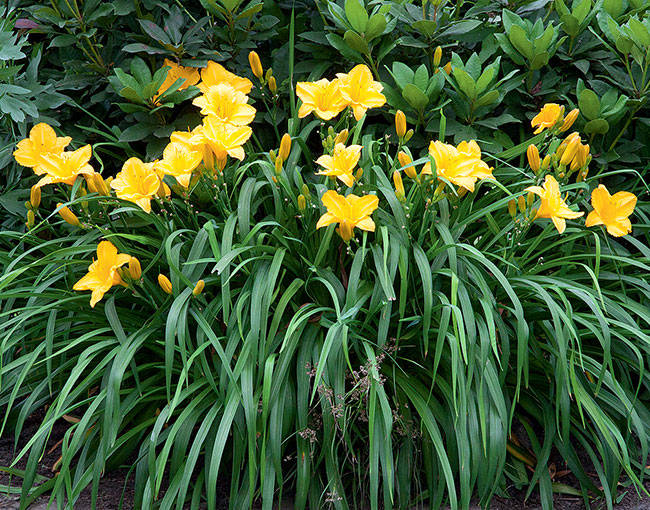 Сорта лилейника для выращивания в саду Сорта лилейника для выращивания в саду