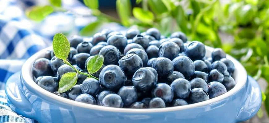 Уход за голубикой в домашних условиях Уход за голубикой в домашних условиях