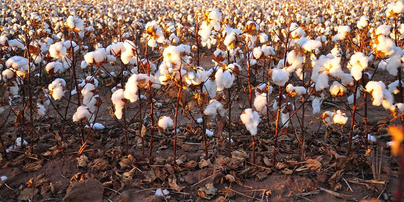 Уход за хлопком Уход за хлопком