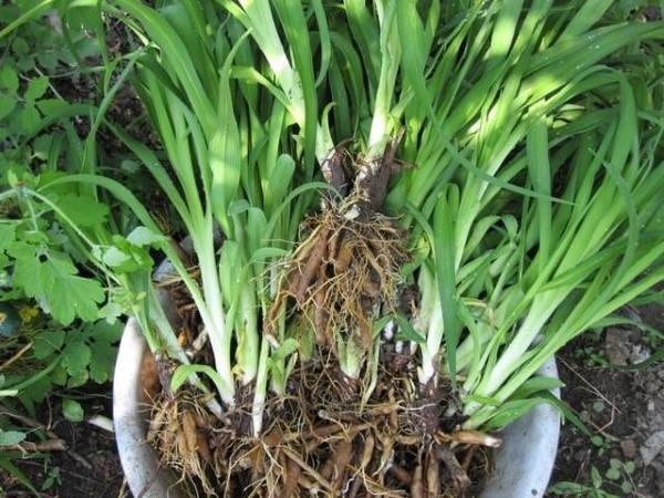 Размножение Размножение