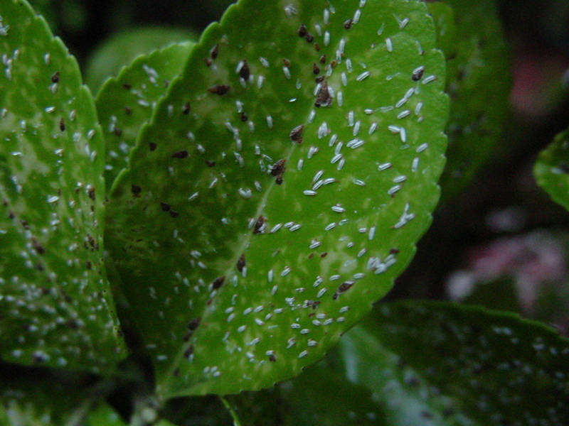 Болезни и вредители бересклета Болезни и вредители бересклета
