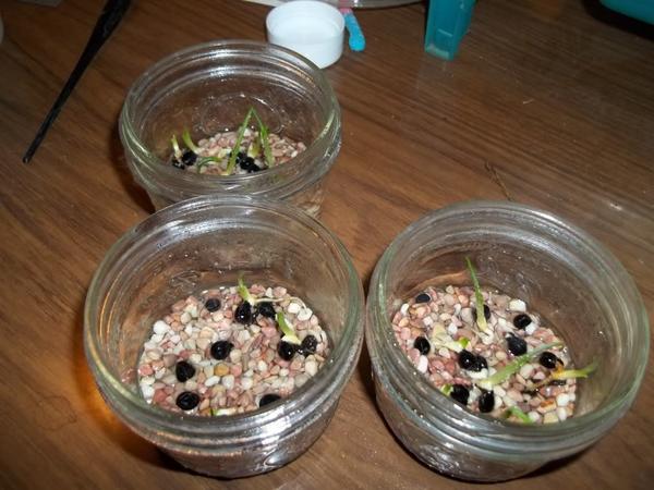 Размножение Размножение