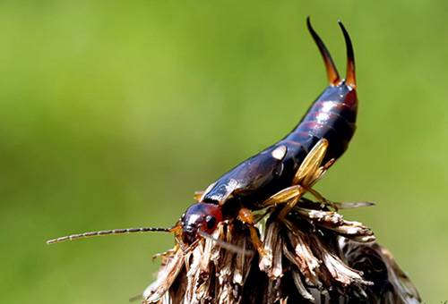 Болезни и вредители кокоса Болезни и вредители кокоса