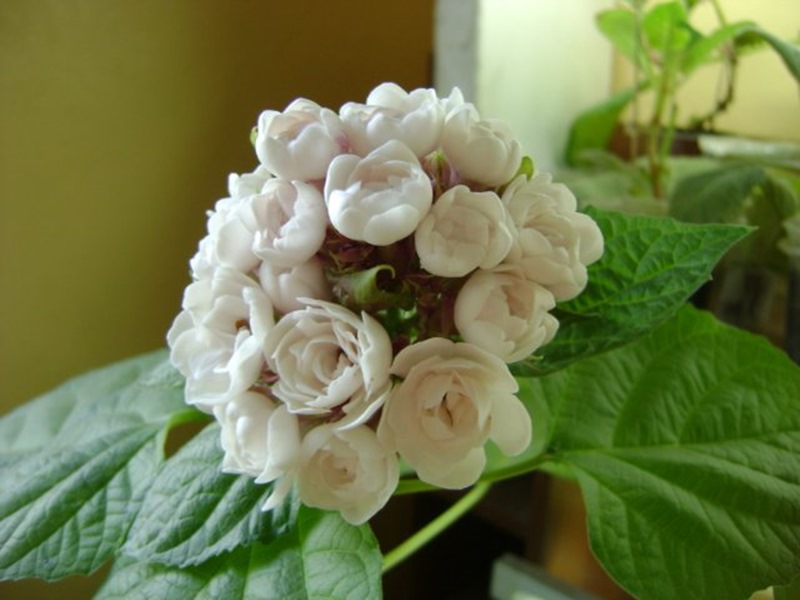 Сорта клеродендрума для домашнего выращивания Сорта клеродендрума для домашнего выращивания