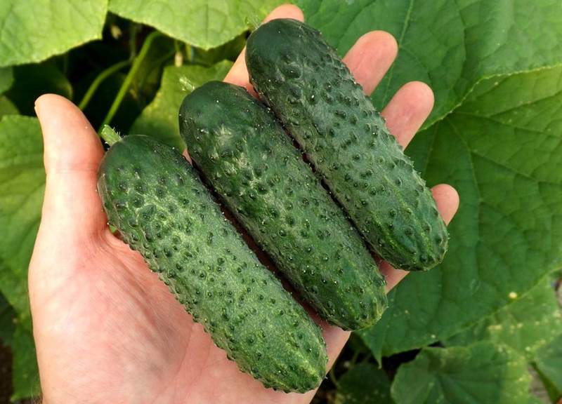 Характеристика огурцов сорта f1 Характеристика огурцов сорта f1