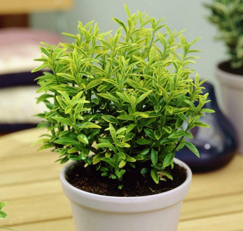 Бересклет — уход в домашних условиях Бересклет — уход в домашних условиях