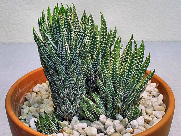 Болезни и вредители комнатной хавортии Болезни и вредители комнатной хавортии