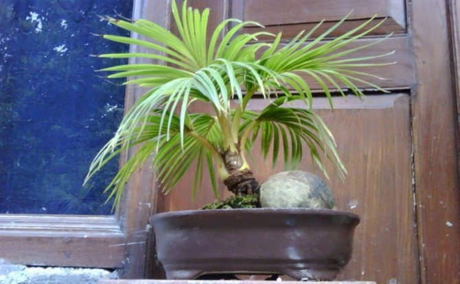 Уход за цветком Уход за цветком