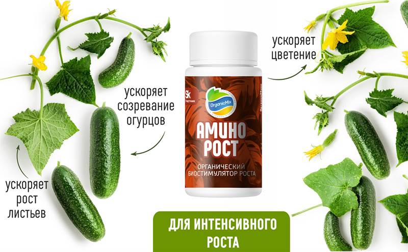 Чем удобрять огурцы в грунте? Чем удобрять огурцы в теплице? Чем удобрять огурцы в грунте? Чем удобрять огурцы в теплице?