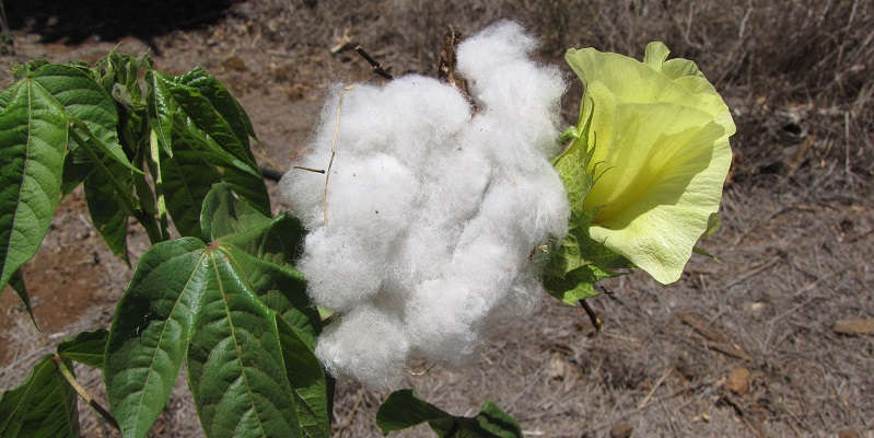 Сорта хлопчатника, выращиваемого в саду Сорта хлопчатника, выращиваемого в саду