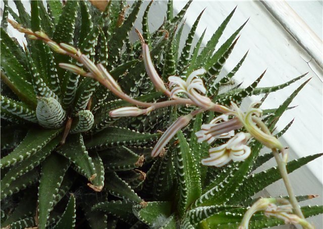 Сорта хавортии для домашнего выращивания Сорта хавортии для домашнего выращивания