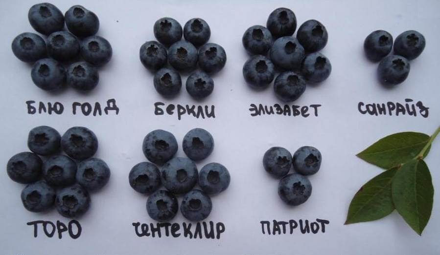 Сорта голубики Сорта голубики