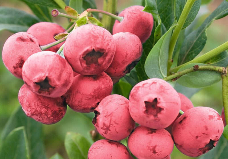 Полезные свойства и вред Полезные свойства и вред