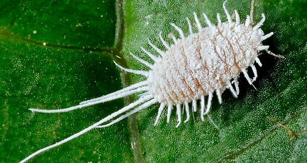 Болезни и вредители кокоса Болезни и вредители кокоса