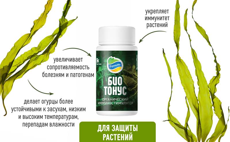 Чем подкормить огурцы, чтобы спасти урожай Чем подкормить огурцы, чтобы спасти урожай