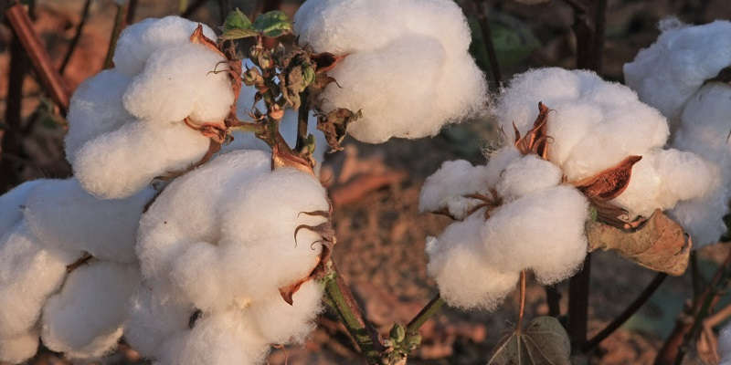 Подробнее о хлопке Подробнее о хлопке